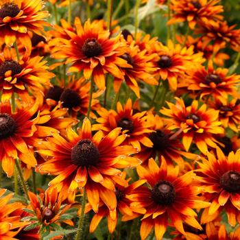 Rudbeckia subtomentosa 'Summer Sienna'