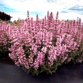 Agastache 'Pink Pearl' 