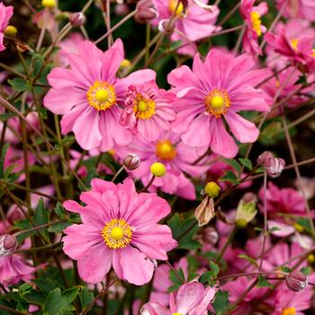 Anemone Harlequin™ 'Pastel'