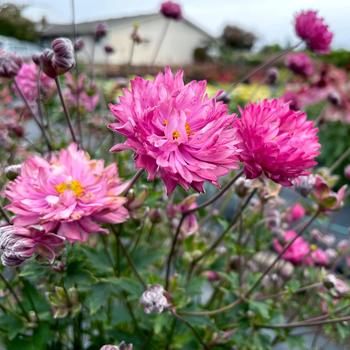 Anemone Puff® pink