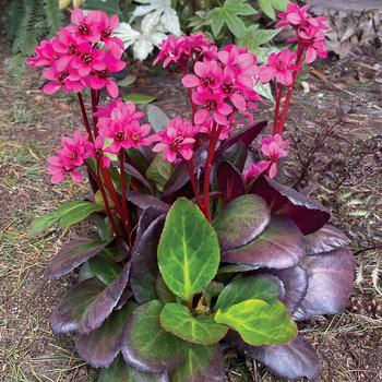 Bergenia 'Magenta' 