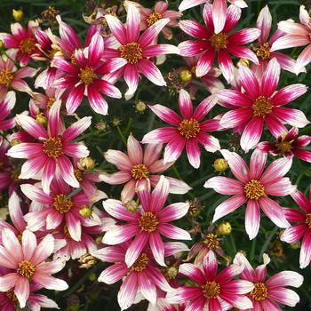 Coreopsis verticillata Sunstar™ 'Rose'