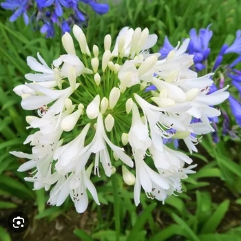 Agapanthus praecox ssp. orientalis 'Getty White' 