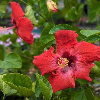 Hibiscus rosa-sinensis 'JBG 13008' 
