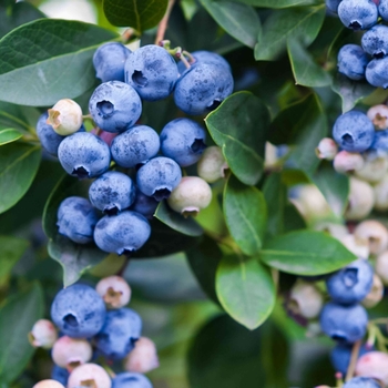 Vaccinium 'Northblue' 