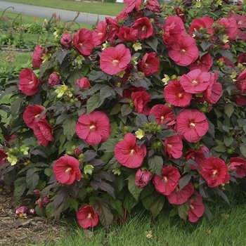 Hibiscus 'Mars Madness' 