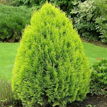 Thuja orientalis 'Aurea Nana' 