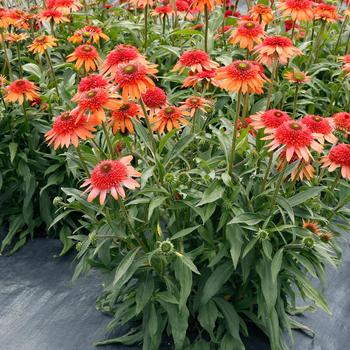 Echinacea Cara Mia™ 'Coral'