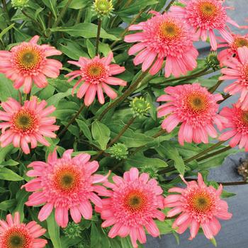 Echinacea Cara Mia™ 'Seashell'