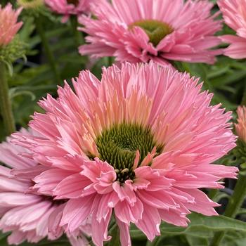 Echinacea 'SunSeekers Salmon'