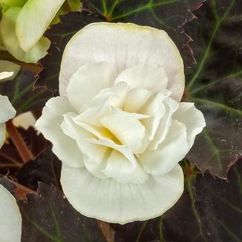 Begonia 'Moon Dance' 