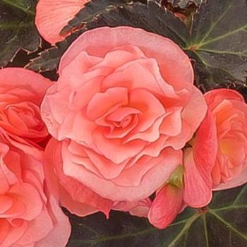 Begonia 'Satin Rose' 