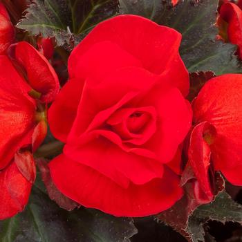 Begonia 'Velvet Red' 