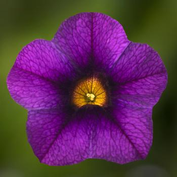 Calibrachoa Callie® Dark Blue