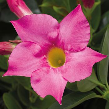 Mandevilla 'Petite Pink' 