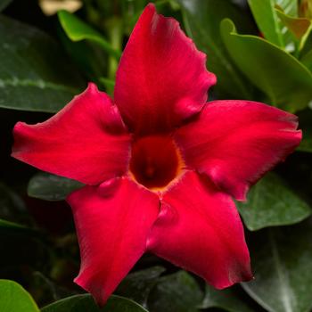 Mandevilla 'Petite Red' 