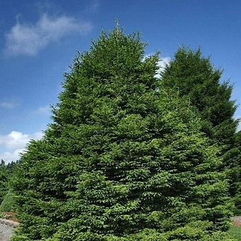 Picea orientalis 'Shadow's Broom' 