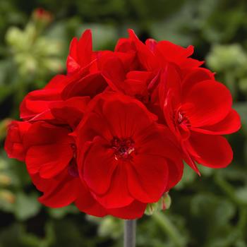 Pelargonium Calliope® Medium Bright Scarlet Dark Leaf