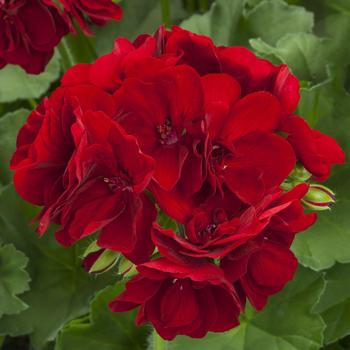 Pelargonium Calliope® Medium Burgundy