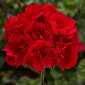 Pelargonium Calliope® Medium Cherry Dark Leaf