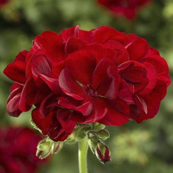 Pelargonium Calliope® Medium Dark Red Green Leaf