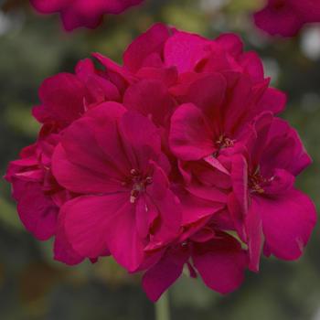 Pelargonium Calliope® Medium Hot Pink