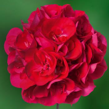Pelargonium Calliope® Medium Hot Rose