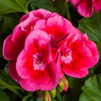 Pelargonium Calliope® Medium Rose Mega Splash Improved