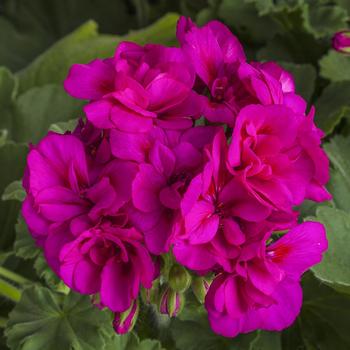 Pelargonium 