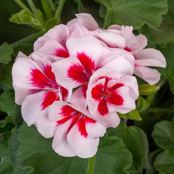 Pelargonium Calliope® Medium White Splash