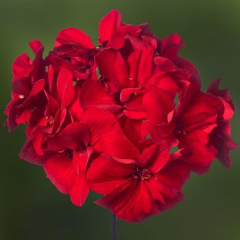 Pelargonium Mojo™ Dark Red Improved