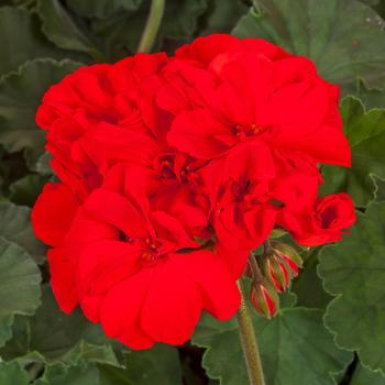 Pelargonium 