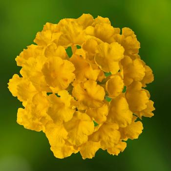 Lantana camara Bandolero™ Lemon