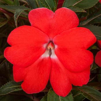 Impatiens Spectra™ Orange Improved