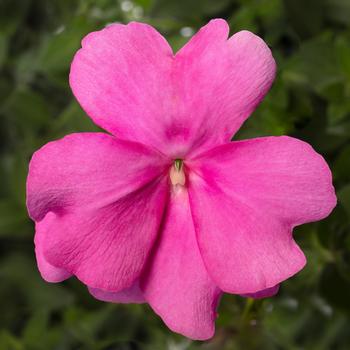 Impatiens 