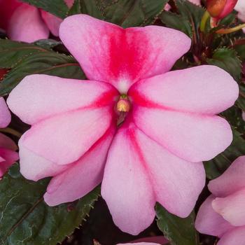 Impatiens Spectra™ Pink Bicolor