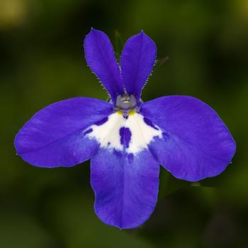 Lobelia erinus