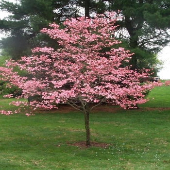 Cornus florida 'Appalachian Snow' Flowering Dogwood | Garden Center ...