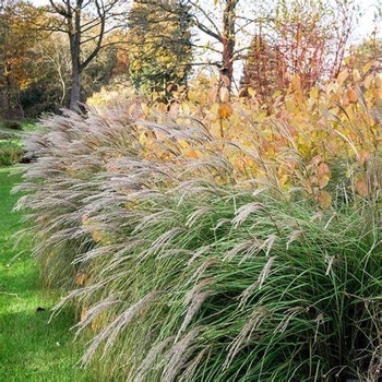 Miscanthus sinensis 'Little Kitten' 