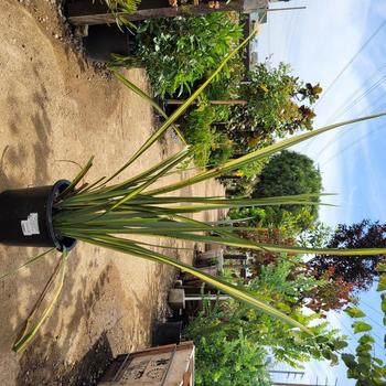 Phormium tenax 'Radiance' 