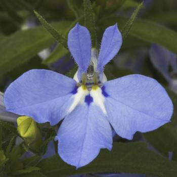 Lobelia erinus Techno® Light Blue