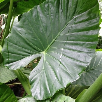 Alocasia 'Odora' 