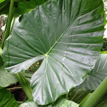 Alocasia 'Odora' 