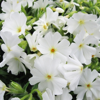 Phlox subulata