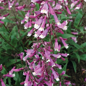 Penstemon barbatus 'Prairie Twilight' 