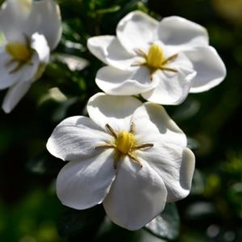 Gardenia jasminoides 'WAH-S' PP31088