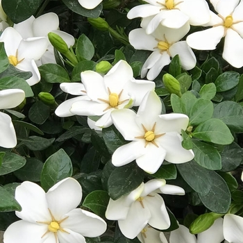 Gardenia jasminoides 'Daisy' 