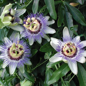 Passiflora caerulea 'Waterloo Blue' 