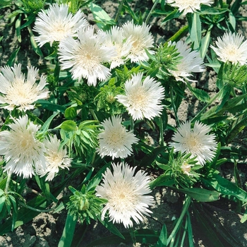 Stokesia laevis 'Divinity' 