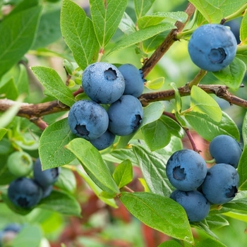 Vaccinium ashei 'Premier' 